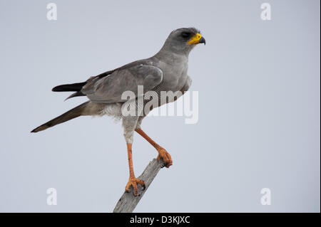 Il canto orientale astore, Melierax poliopterus, parco nazionale orientale di Tsavo, Kenya Foto Stock