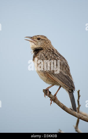 Rosso-winged allodola, Mirafra hypermetra, parco nazionale orientale di Tsavo, Kenya Foto Stock