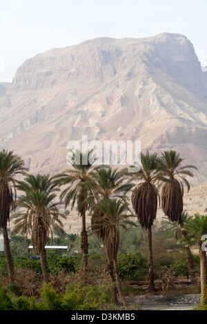 Ein Gedi oase vicino al Mar Morto - Israele Foto Stock