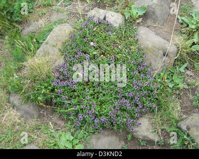 (Dpa) - l'immagine mostra il timo serpillo (Thymus serpyllum) Seiferts in Germania, 3 luglio 2005. Foto: Beate Schleep Foto Stock