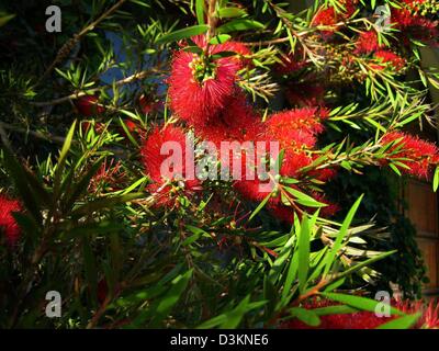 (Dpa) - l'immagine datata 31 maggio 2005 mostra una fioritura Callistemon, comunemente noto come 'scovolino da bottiglia', in Kalives a Creta in Grecia. Foto: Beate Schleep Foto Stock