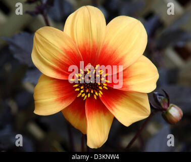 (Dpa) - l'immagine datata 30 maggio 2005 mostra un Fiore Dahlia presso il 'Giardino Trebah' in Fallmouth, Cornwall, Regno Unito. Il giardino fu istituito nel XIX secolo. Mentre era stato ampliato e migliorato fino al 1939, i seguenti proprietari non erano interessati con esso. Nel 1980 solo il restauro del 'Giardino Trebah' ha iniziato a. Foto: Franz-Peter Tschauner Foto Stock