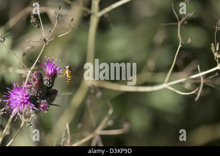 Hoverflies seduti su un thistle Foto Stock