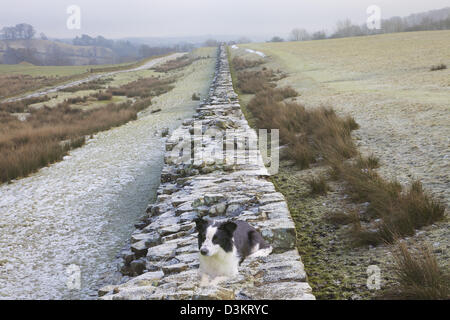 Border Collie sul vallo di Adriano a Birdoswald Northumbria England Regno Unito Foto Stock