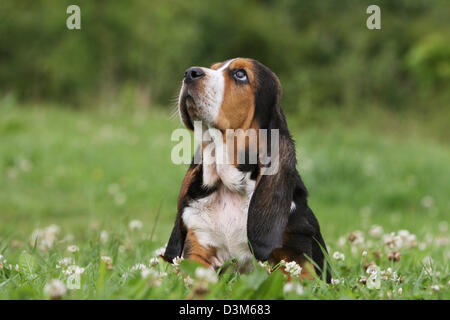 Cane Basset Hound cucciolo seduto in un prato Foto Stock