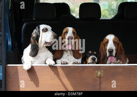 Cane Basset Hound quattro adulti diversi colori in piedi nel portabagagli di un'auto Foto Stock