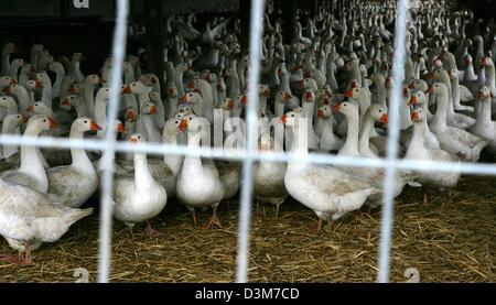 (Dpa) - l'immagine mostra le oche dietro le sbarre a Hans-Ulrich Peters' azienda avicola Loehme, Germania, mercoledì 14 dicembre 2005. Il ministero federale dell'Agricoltura ha emanato un regolamento per tenere il pollame in-door per proteggerli dall influenza dei polli che è entrato in vigore alla fine di ottobre 2005. Il regolamento verrà revocato il 15 dicembre 2005. Foto: Patrick Pleul Foto Stock