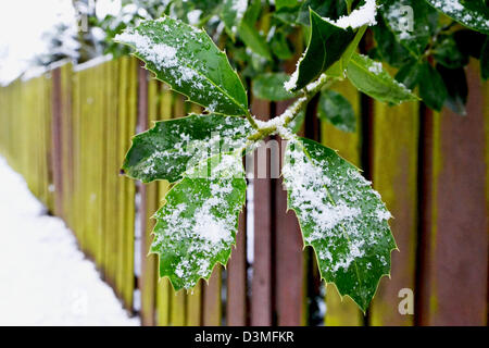 Un ramo di agrifoglio coperto di neve. Foto Stock