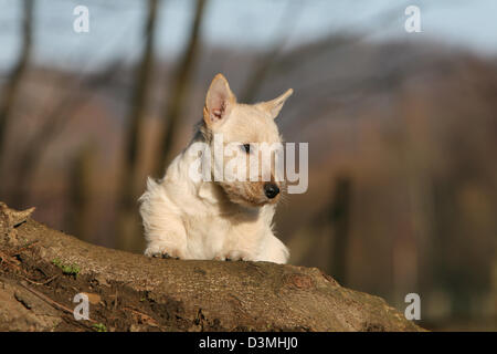 Cane Scottish Terrier / Scottie / cucciolo seduto su un tronco di albero Foto Stock