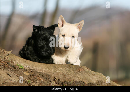 Cane Scottish Terrier (Scottie) due cuccioli colori diversi seduto su una struttura ad albero Foto Stock