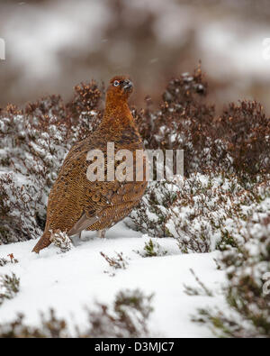 Red Grouse (Lagopus lagopus scotia) su un snowy heather moor, Highlands scozzesi Foto Stock