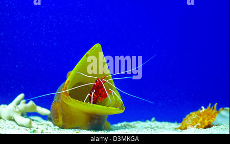 Il gamberetto rosso fuoco (Lysmata Debelius) in acquario guscio decorativo mare Foto Stock