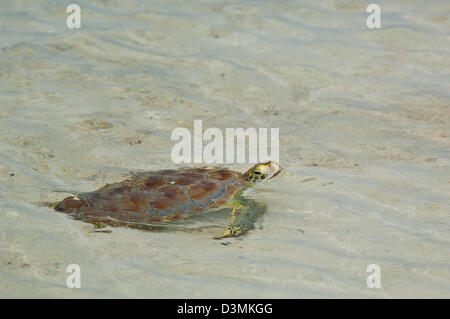 Un bambino tartaruga verde (Chelonia Mydas) su una sabbia superficiale piana, Andros Isola Bahamas Foto Stock