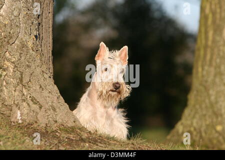 Cane Scottish Terrier / Scottie / adulto seduto accanto a un albero Foto Stock