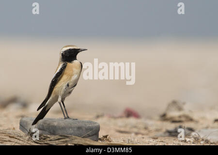 Deserto culbianco (Oenanthe deserti) maschio Foto Stock