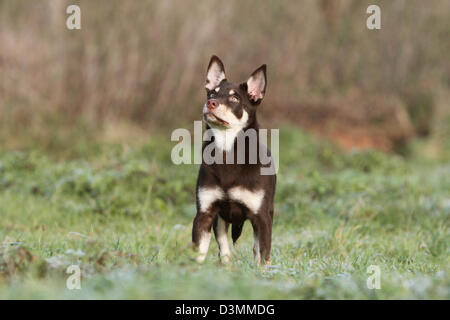 Cane Kelpie lavoro giovani in piedi in un prato Foto Stock