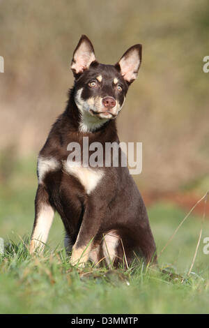 Cane Kelpie di lavoro giovane seduto in un prato Foto Stock