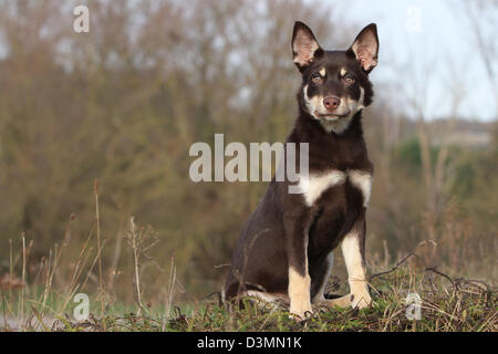 Cane Kelpie di lavoro giovane seduto in un prato Foto Stock