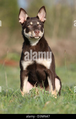 Cane Kelpie di lavoro giovane seduto in un prato Foto Stock