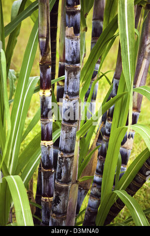 La canna da zucchero pianta selvatica nel campo vicino fino a Trinidad e Tobago Foto Stock