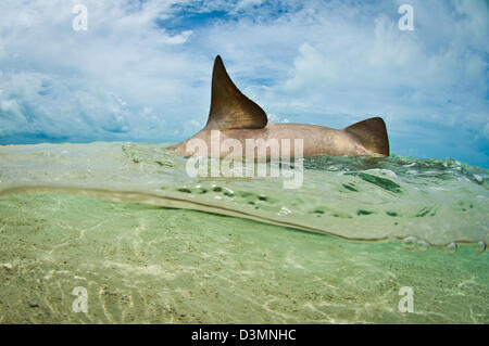 Squalo nutrice (Ginglymostoma cirratum) coniugata su una sabbia superficiale piana, Andros Isola Bahamas Foto Stock