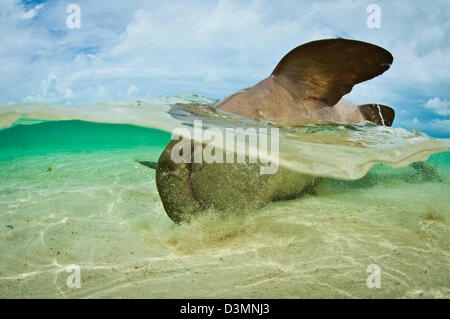 Squalo nutrice (Ginglymostoma cirratum) coniugata su una sabbia superficiale piana, Andros Isola Bahamas Foto Stock