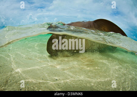 Squalo nutrice (Ginglymostoma cirratum) coniugata su una sabbia superficiale piana, Andros Isola Bahamas Foto Stock