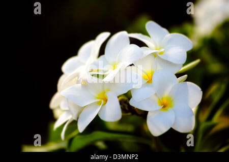 Fiore tropicale di frangipani bianco bloom plumeria Foto Stock