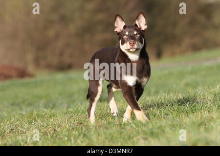 Cane Kelpie lavoro giovani in esecuzione in un prato Foto Stock
