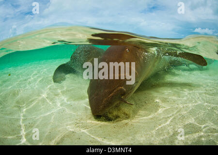 Squalo nutrice (Ginglymostoma cirratum) coniugata su una sabbia superficiale piana, Andros Isola Bahamas Foto Stock