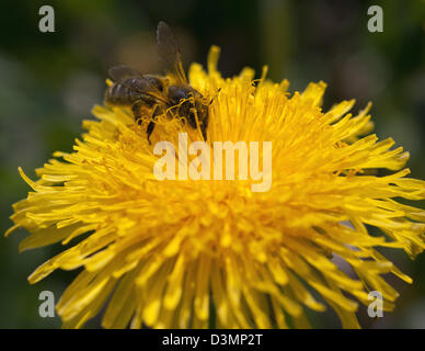 Bee raccoglie il nettare da un fiore Foto Stock