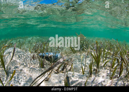 Lo squalo limone (Negaprion brevirostris) circa di mangiare la testa di un bonefish ANDROS Isola Bahamas Foto Stock