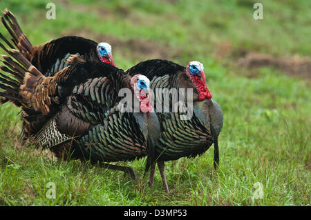 Il tacchino selvatico gobblers (Meleagris gallopavo) strutting vicino Spofford Texas Foto Stock