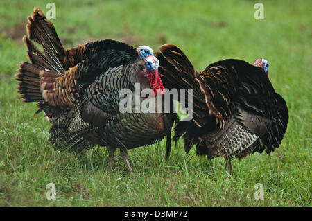 Il tacchino selvatico gobblers (Meleagris gallopavo) strutting vicino Spofford Texas Foto Stock