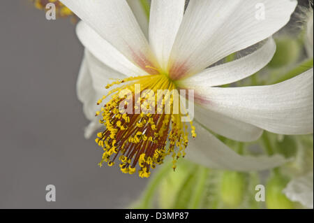 Canapa africana, Sparrmannia africana, fiore con stretto stami, filamenti ed antere whichb sono sensibili al tatto Foto Stock
