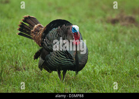 Il tacchino selvatico gobbler (Meleagris gallopavo) strutting vicino Spofford Texas Foto Stock