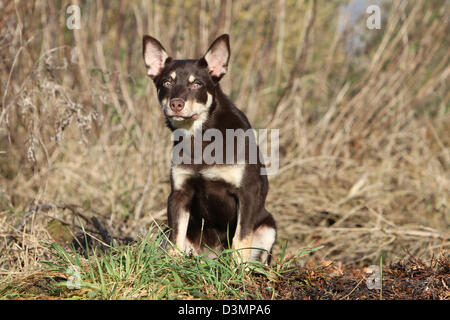 Cane Kelpie di lavoro giovane seduto in un prato Foto Stock