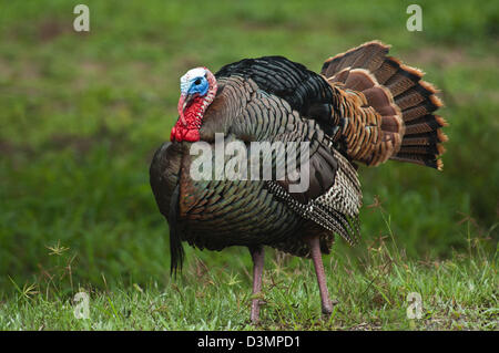 Il tacchino selvatico gobbler (Meleagris gallopavo) strutting vicino Spofford Texas Foto Stock