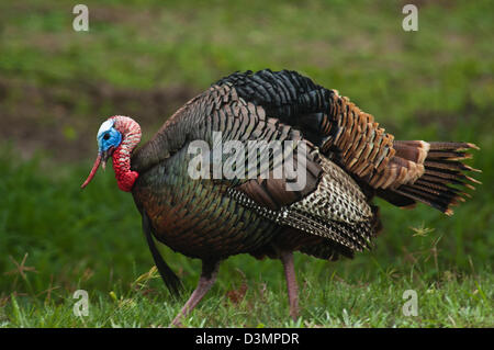 Il tacchino selvatico gobbler (Meleagris gallopavo) strutting vicino Spofford Texas Foto Stock