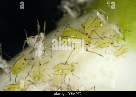 Chiazzato arum afidi, Aulacorthum circumflexum, infestazione e melata sul conservatorio limone boccioli di fiori Foto Stock