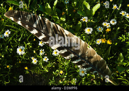 Il tacchino selvatico gobbler (Meleagris gallopavo) ala giù nella primavera del prato vicino Spofford Texas Foto Stock