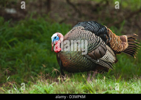 Il tacchino selvatico gobbler (Meleagris gallopavo) strutting vicino Spofford Texas Foto Stock