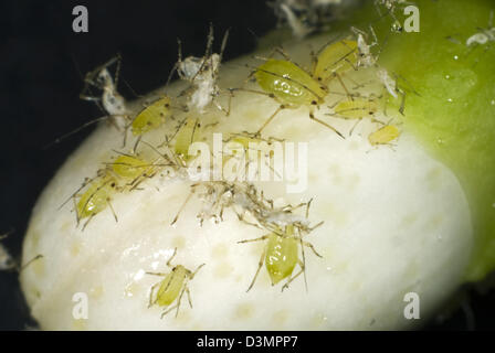 Chiazzato arum afidi, Aulacorthum circumflexum, infestazione e melata sul conservatorio limone boccioli di fiori Foto Stock