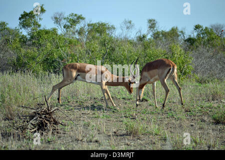 Due maschio springbok antilopi in lotta per il territorio, il Kruger Park, Sud Africa Foto Stock