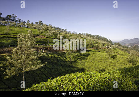 Vista di una piantagione di tè vicino alla città di Munnar nel Kannan Devan colline, Kerala, India su una luminosa mattina di sole in inverno. Foto Stock