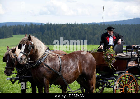 Sankt Margen, Germania, un cavallo con la Foresta Nera cavalli Foto Stock