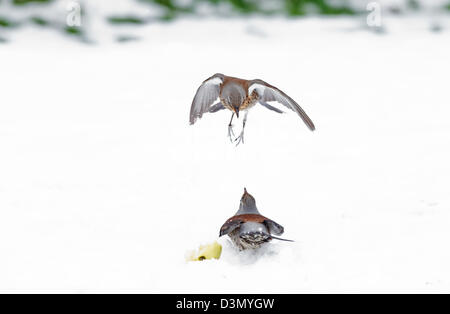 Coppia di cesene, Turdus pilaris, in lotta per il cibo, nella neve. L'inverno. Regno Unito Foto Stock