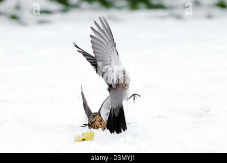 Coppia di cesene, Turdus pilaris, in lotta per il cibo, nella neve. L'inverno. Regno Unito Foto Stock