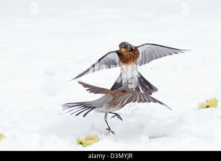 Coppia di cesene, Turdus pilaris, in lotta per il cibo, nella neve. L'inverno. Regno Unito Foto Stock