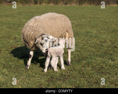 Nuovo nato agnello lattante da madre Foto Stock